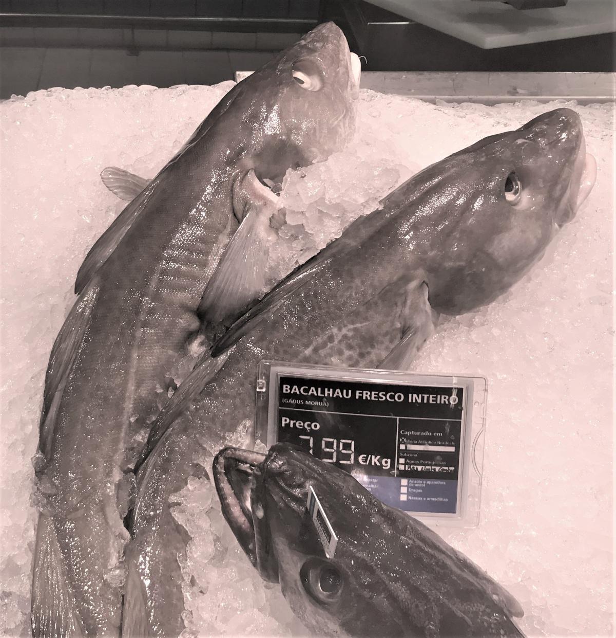 Bacalhau - Kabeljau, Dorsch