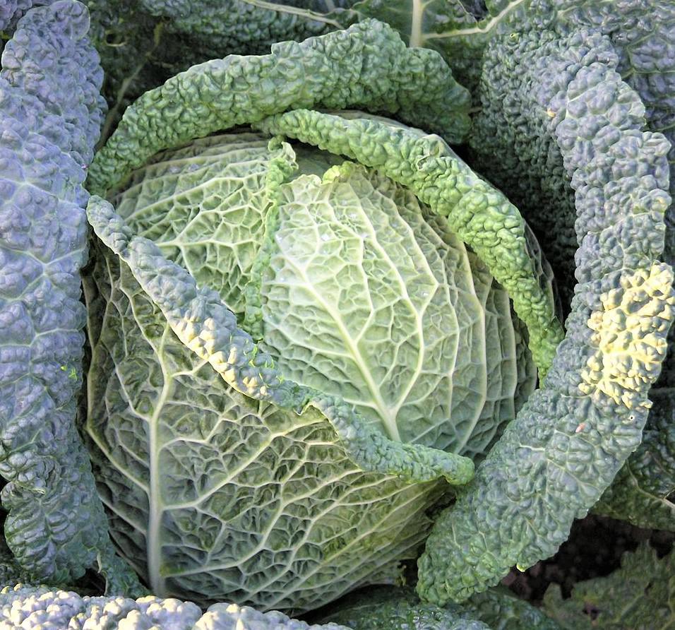Couve – Kohl
