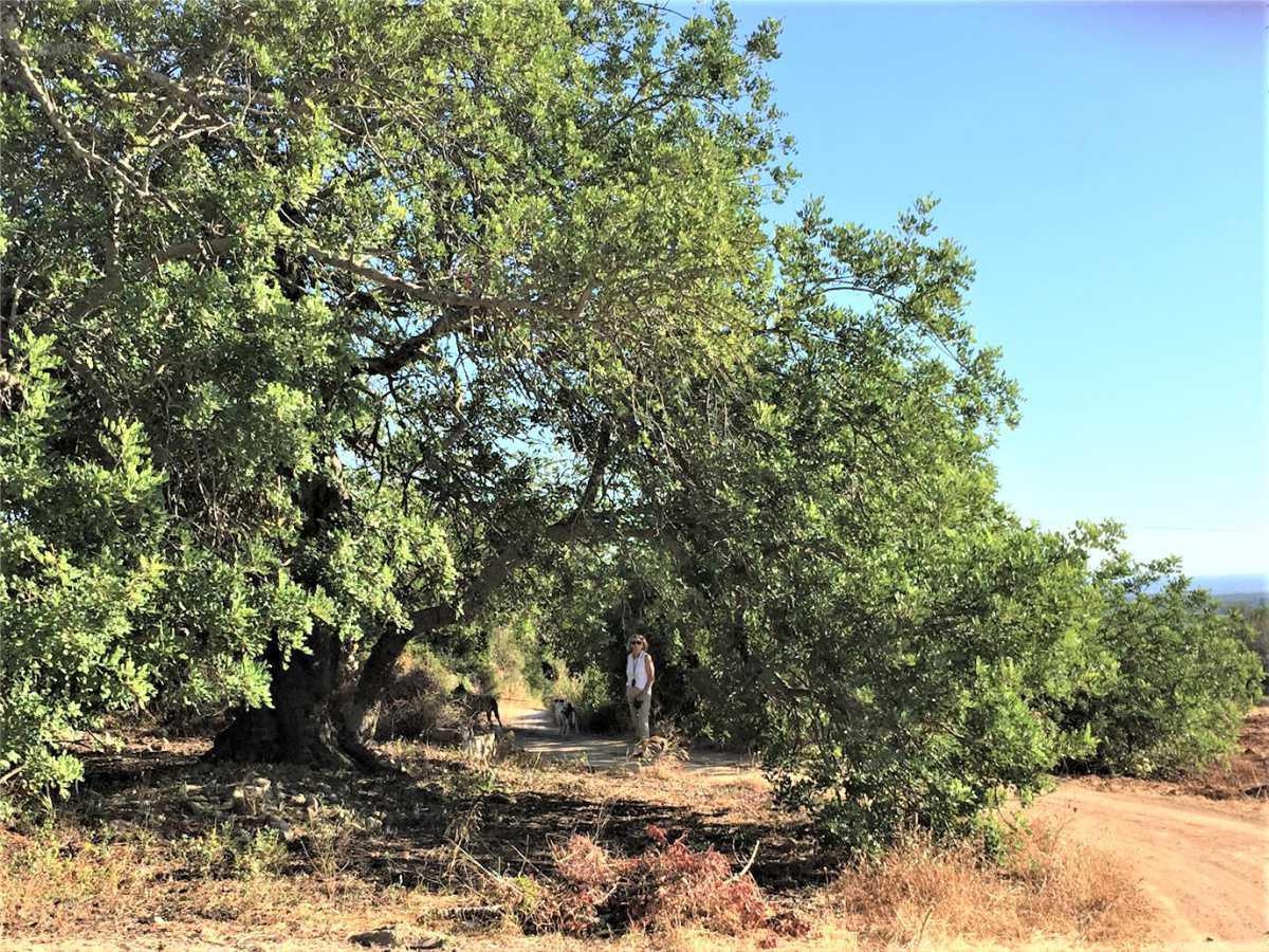Alfarroba – Johannisbrotschote
