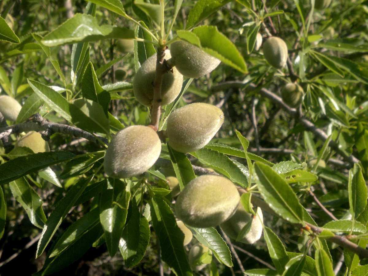 Amendoa – Mandel