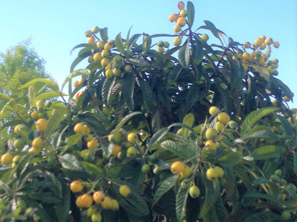 Nespera - Louquat, Mispel