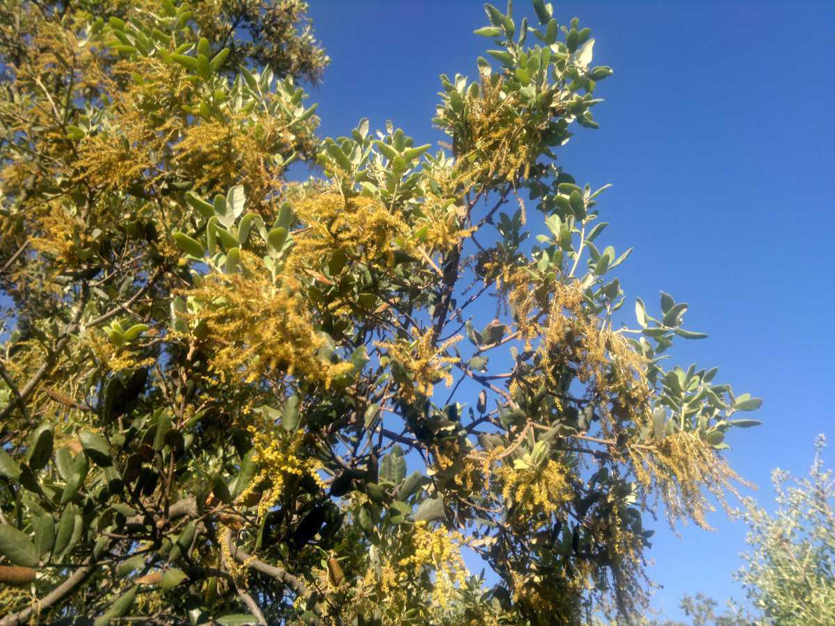 Azeitona – Olive