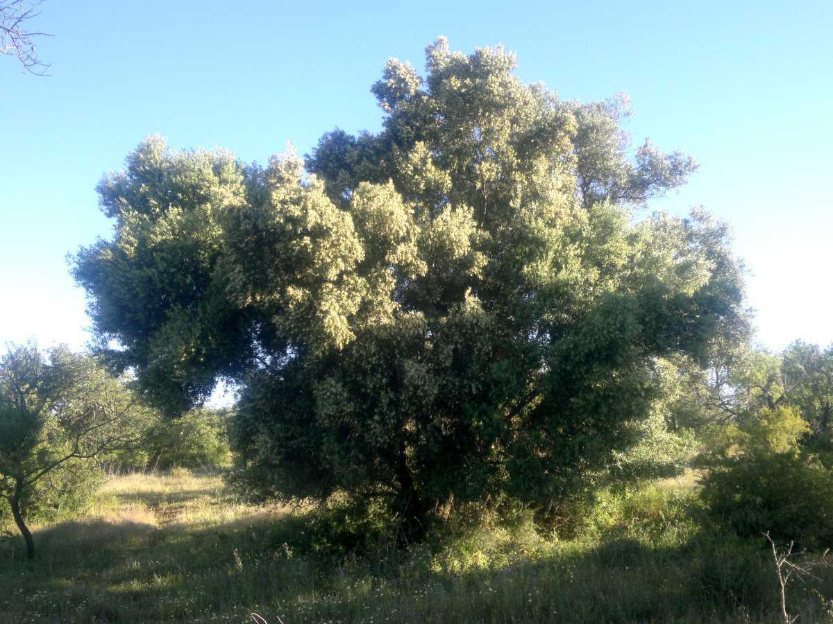 Azeitona – Olive