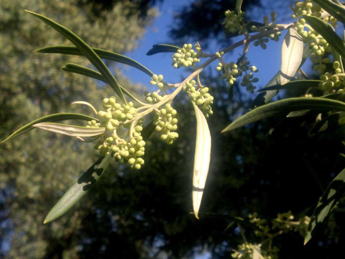 Azeitona – Olive
