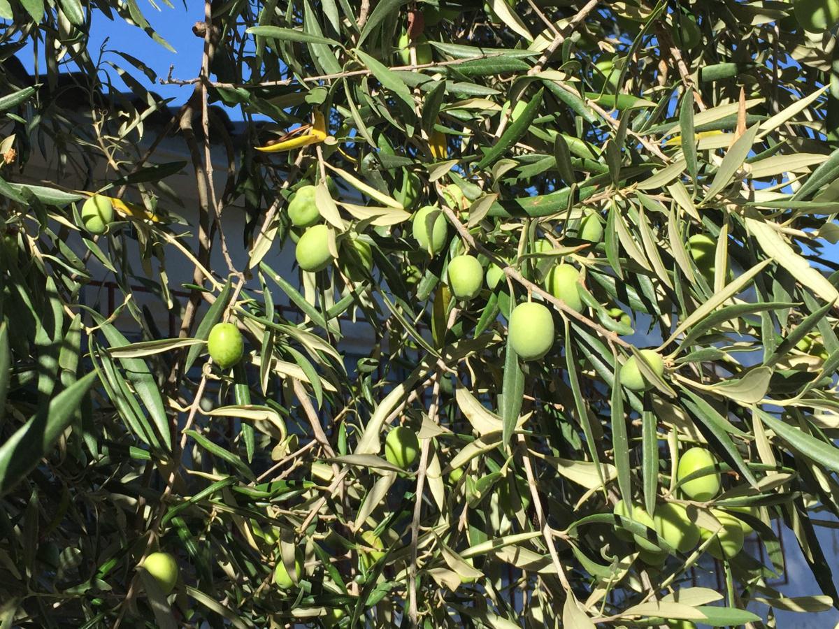 Azeitona – Olive