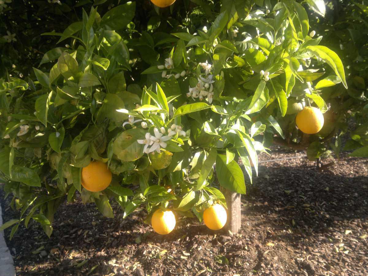 Laranja - Orange