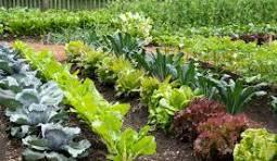 Concevoir son potager en permaculture : stage Permaland Dimanche 19 avril 2026