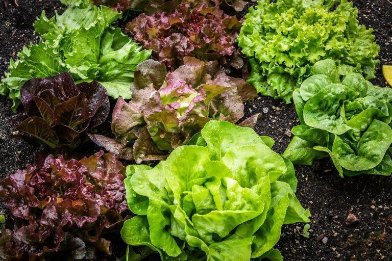 Vente de plants Mardi 12 Mai de 11h30 à 13h30 Parking C2