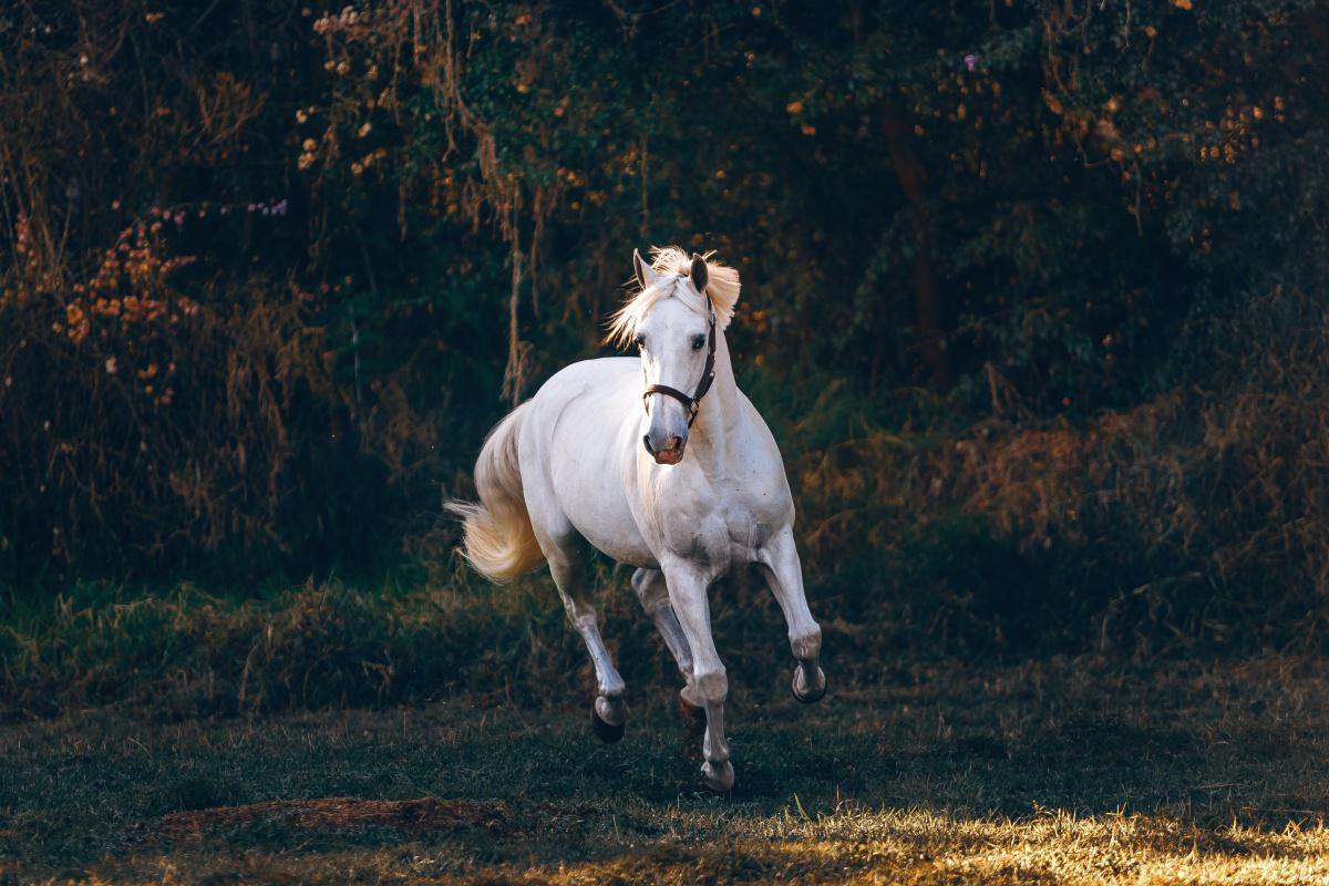 Déterminer la robe de son cheval