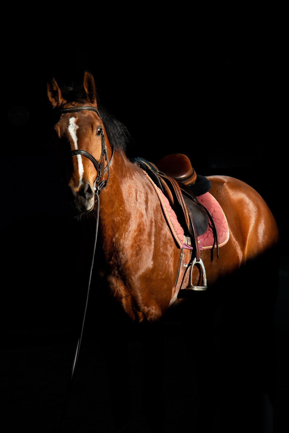 Déterminer la robe de son cheval