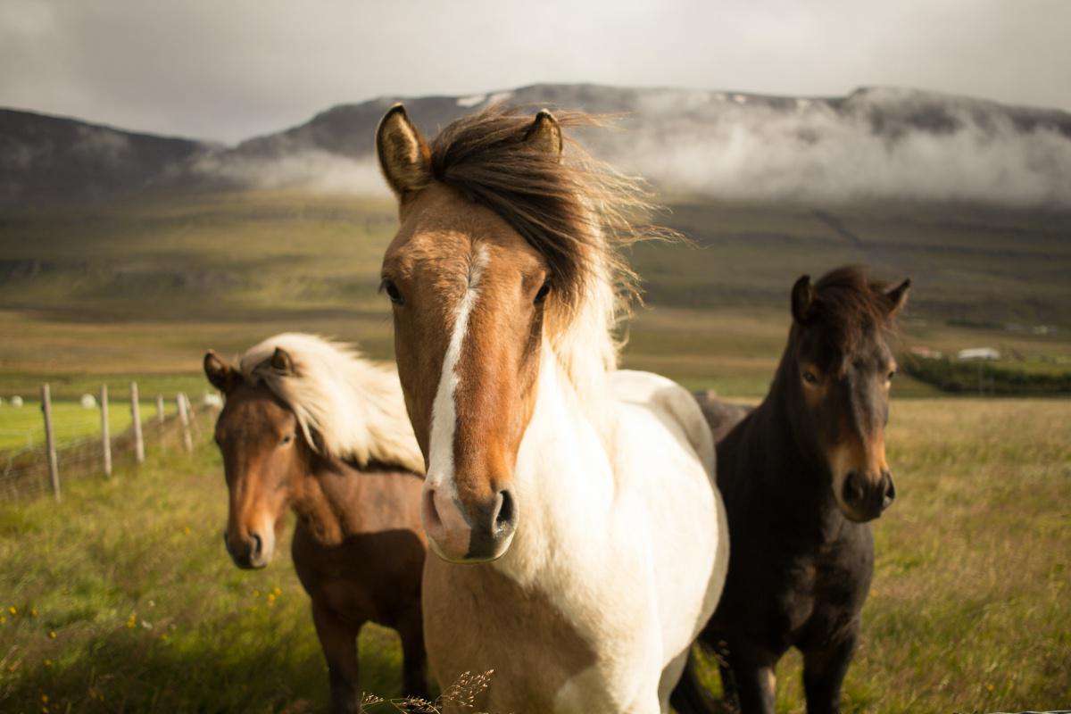 Déterminer la robe de son cheval