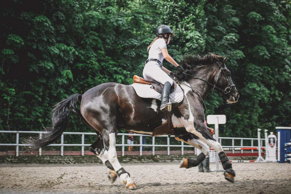 Déterminer la robe de son cheval