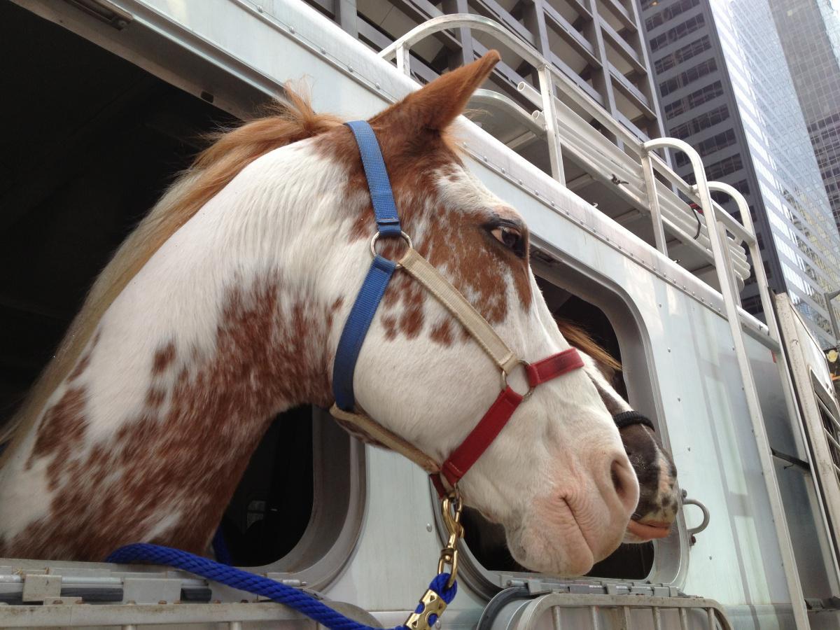 Déterminer la robe de son cheval