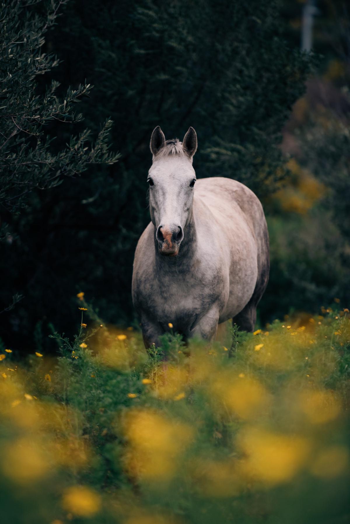 Déterminer la robe de son cheval