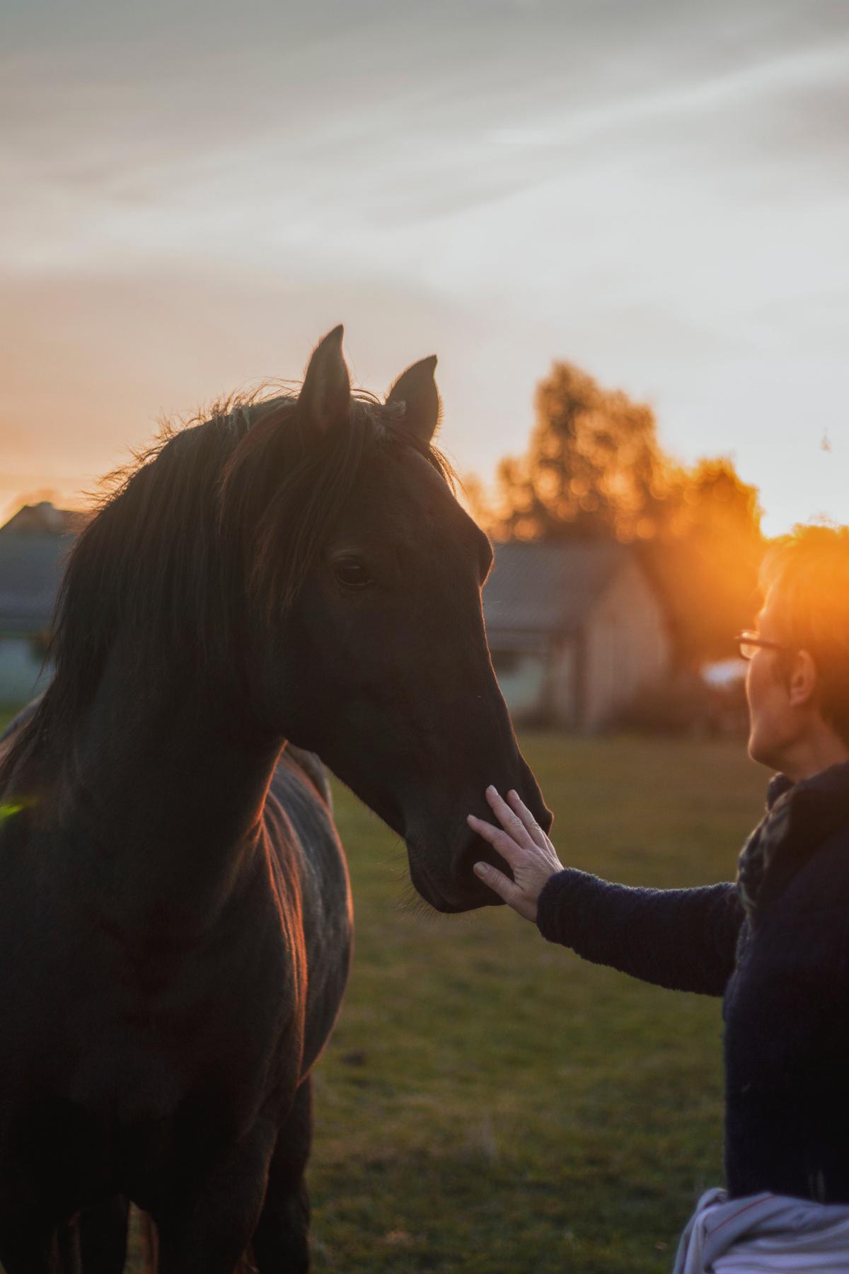 La santé de votre cheval, les points clefs ! La santé de votre cheval, les points clefs !