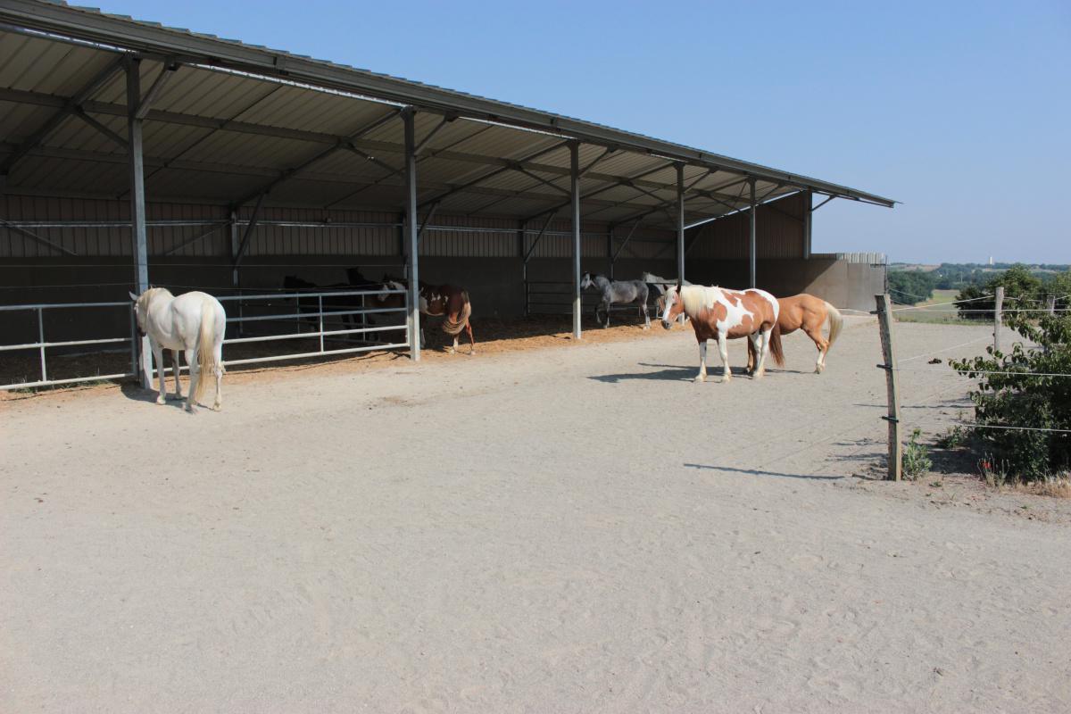 L'écurie active est-elle une solution pour le futur equestre ? L'écurie active est-elle une solution pour le futur equestre ?