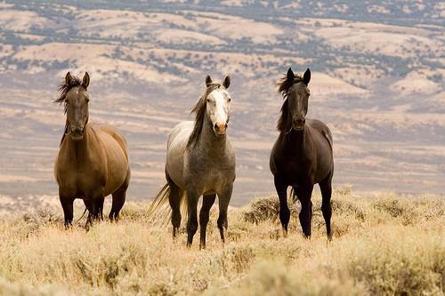 Les chevaux MUSTANGS Les chevaux MUSTANGS