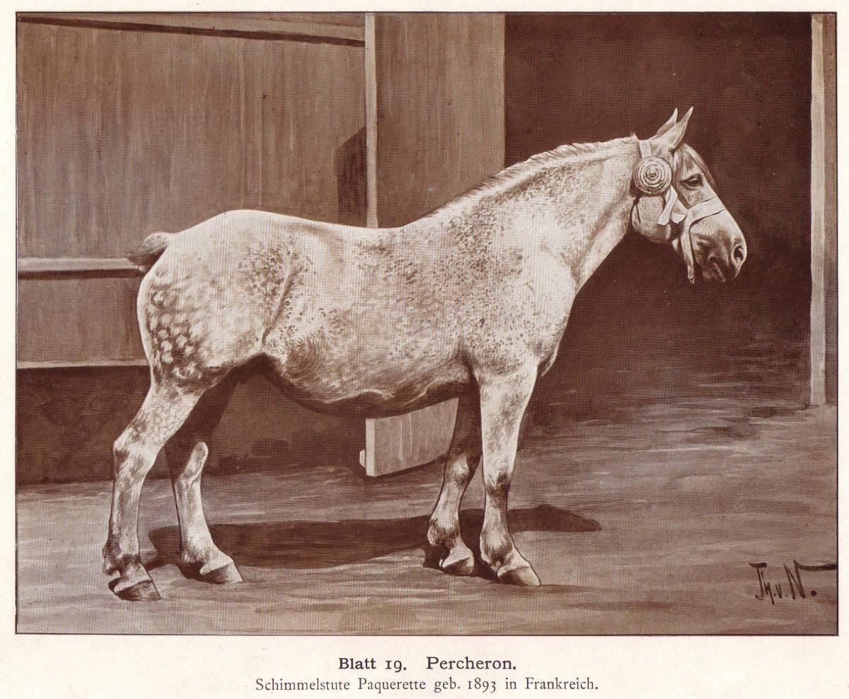 Les races de chevaux : le Percheron Les races de chevaux : le Percheron