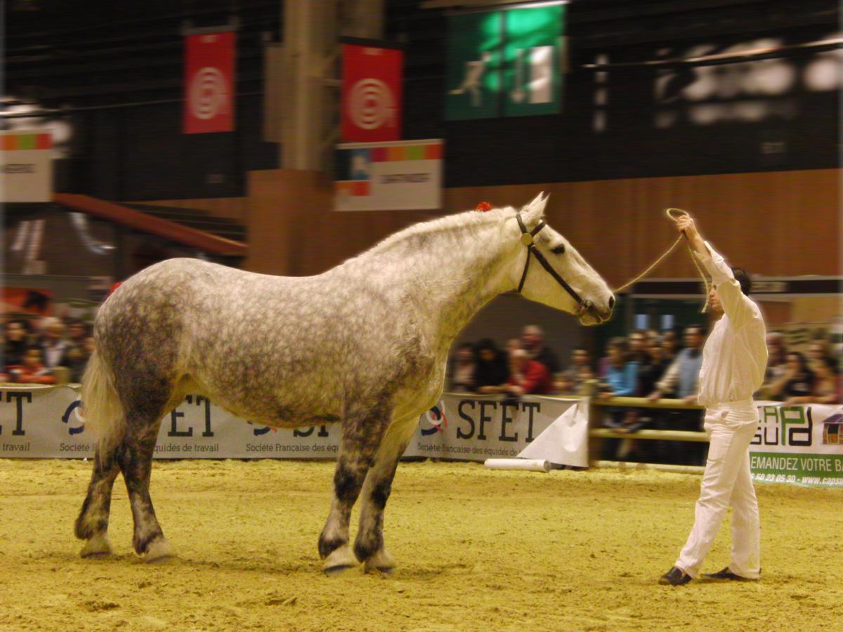 Les races de chevaux : le Percheron Les races de chevaux : le Percheron