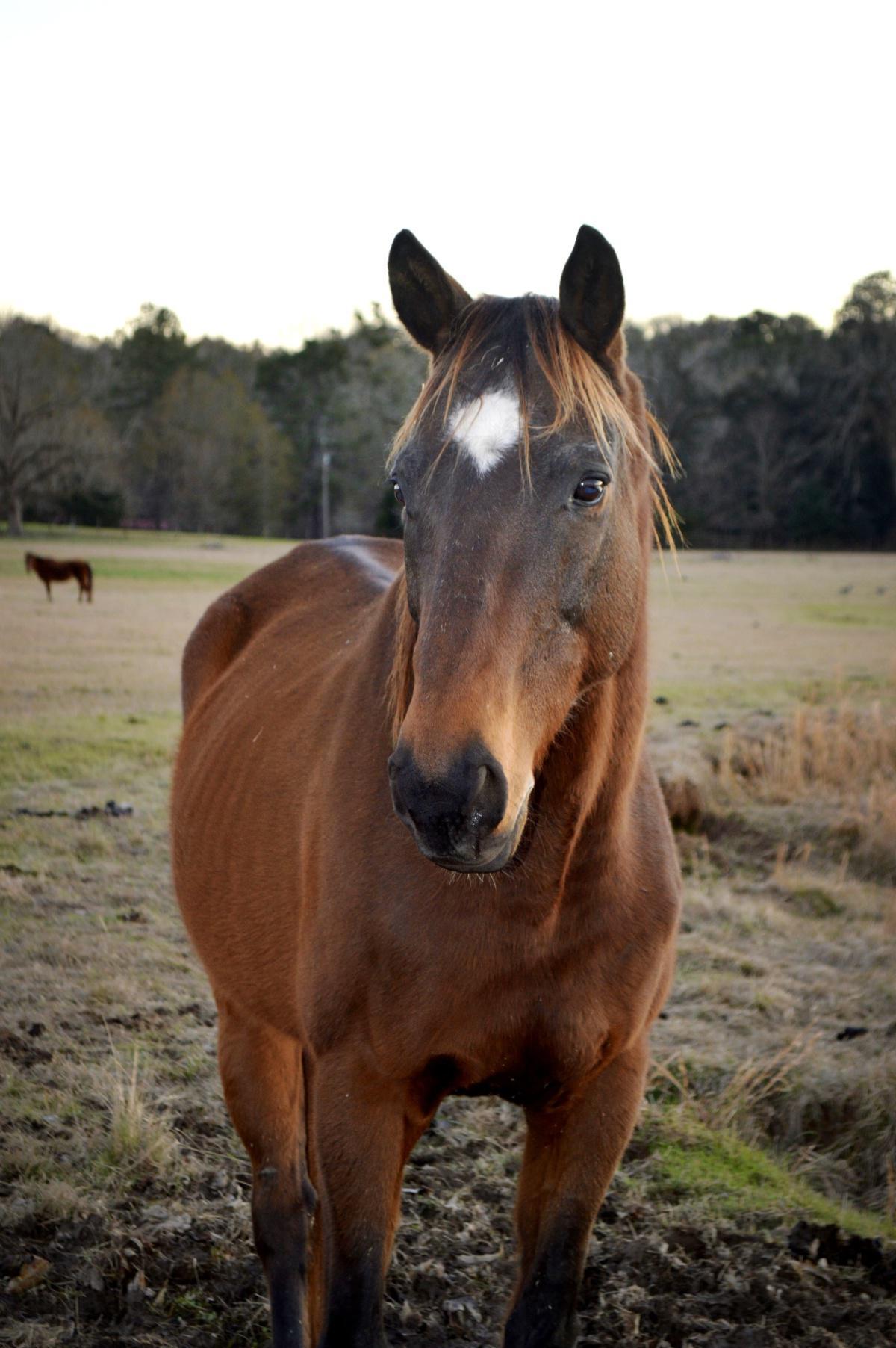 Quelle est la personnalité de votre cheval ?