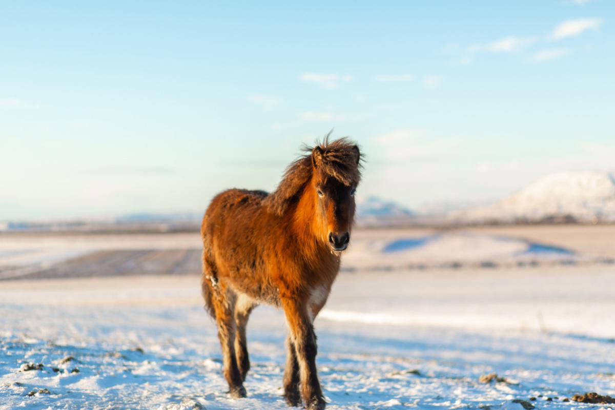 Le cheval Islandais