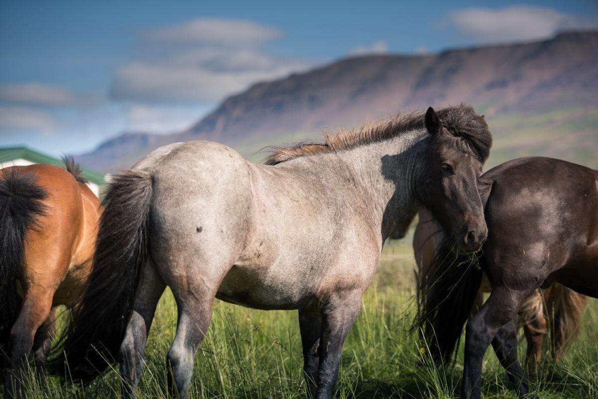 Le cheval Islandais