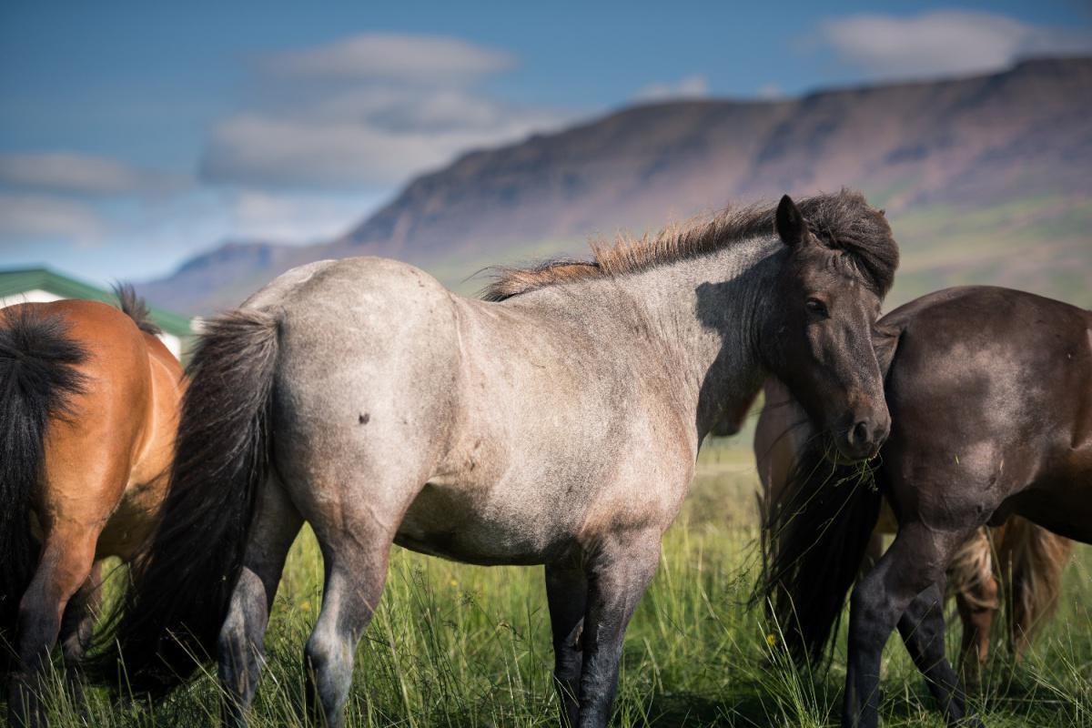 Le cheval Islandais Le cheval Islandais