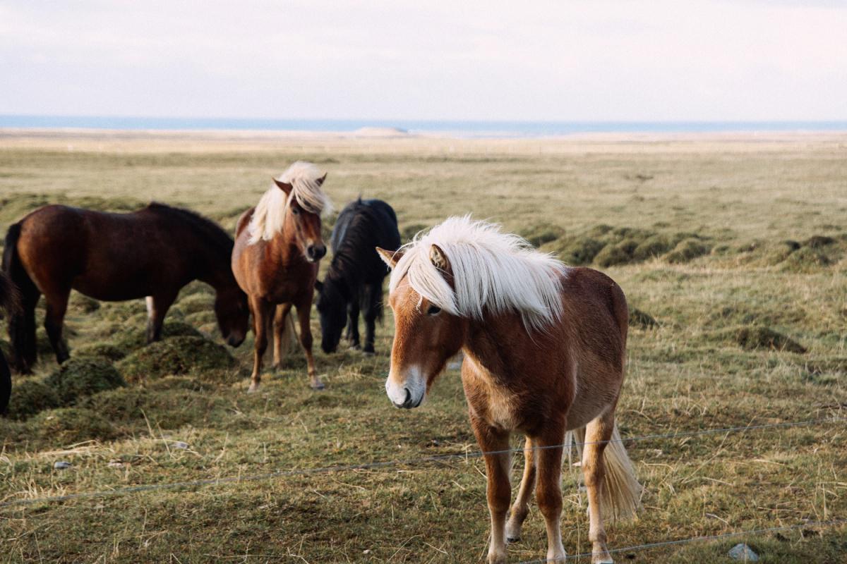 Le cheval Islandais Le cheval Islandais