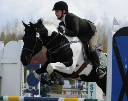 Les races de chevaux : le PAINT HORSE Les races de chevaux : le PAINT HORSE