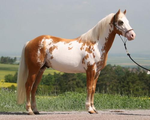 Les races de chevaux : le PAINT HORSE Les races de chevaux : le PAINT HORSE