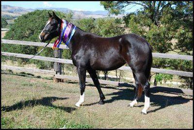 Races de chevaux : le waler Races de chevaux : le waler