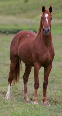 Races de chevaux : le waler Races de chevaux : le waler