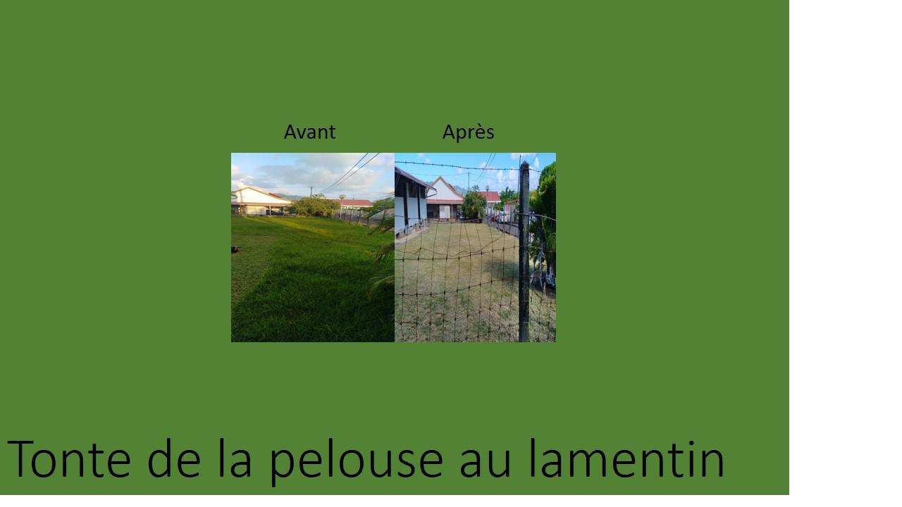 SNEA - Tonte de pelouse au lamentin 3