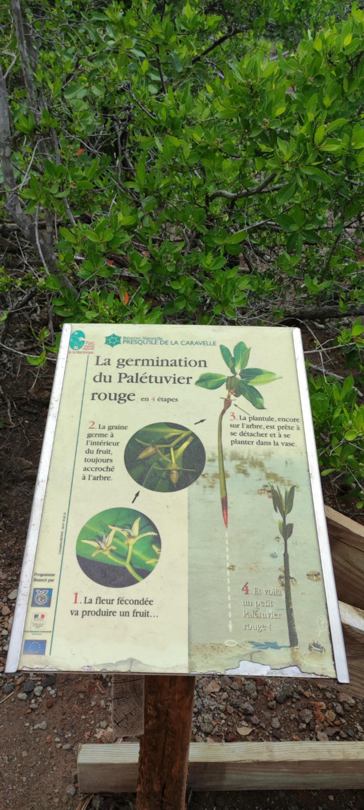 RANDO la caravelle - la germination du palétuvier rouge