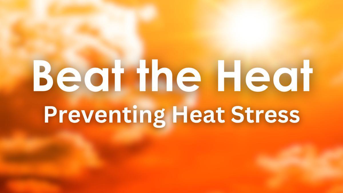 Beat the Heat | Medications and Heat Stress