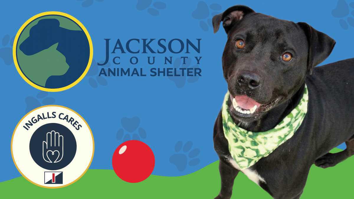 Ingalls Cares | Pet Food Drive for Jackson County Animal Shelter