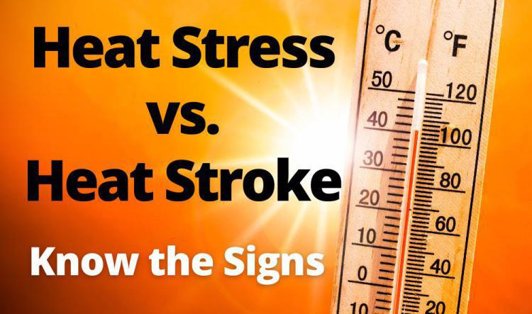 Heat Stress vs. Heat Stroke: Know the Signs