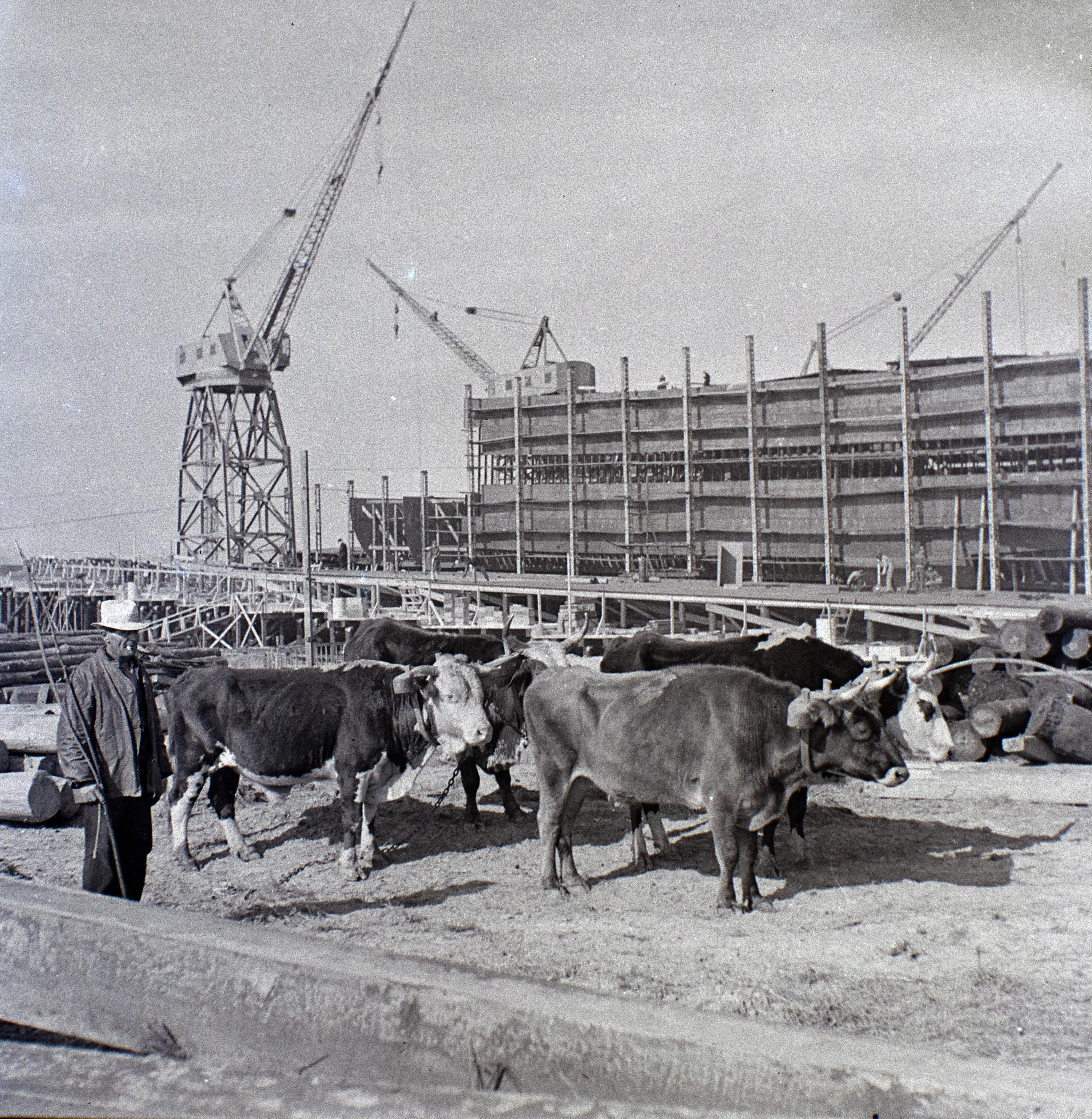 Oxen Working at Site of New Machines | December 30, 1939