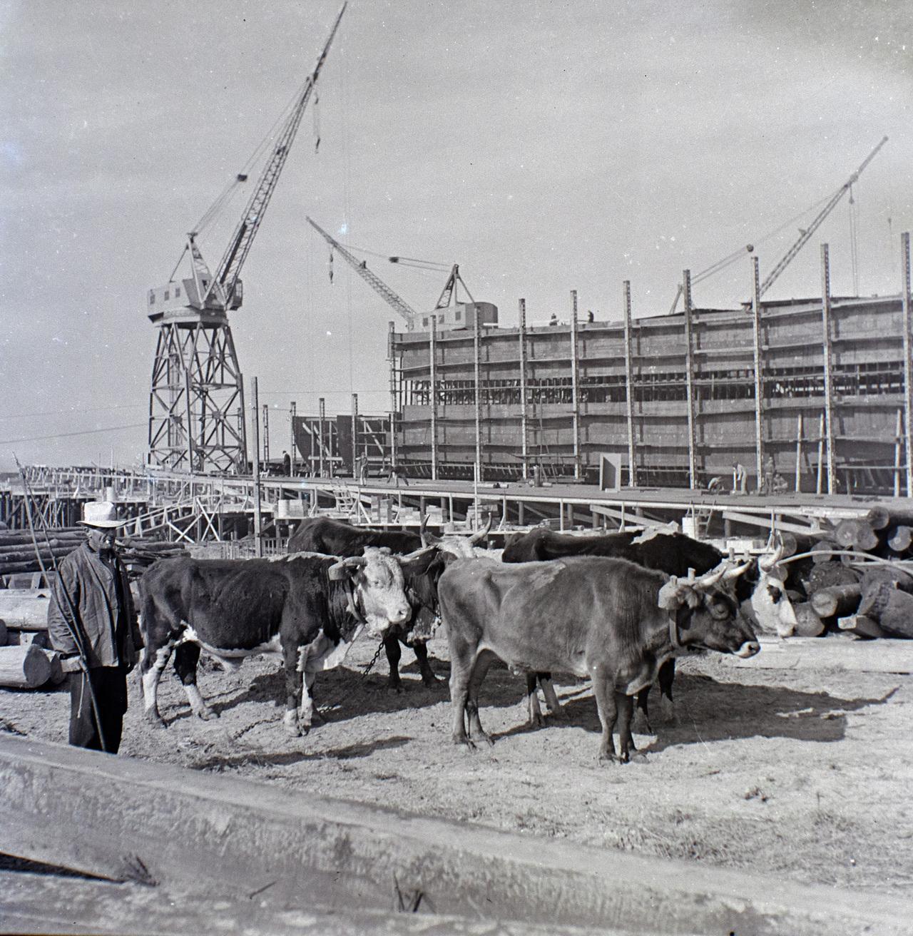 Oxen Working at Site of New Machines | December 30, 1939