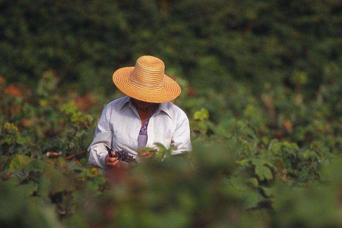 Wineries award-winning wines Wineries award-winning wines
