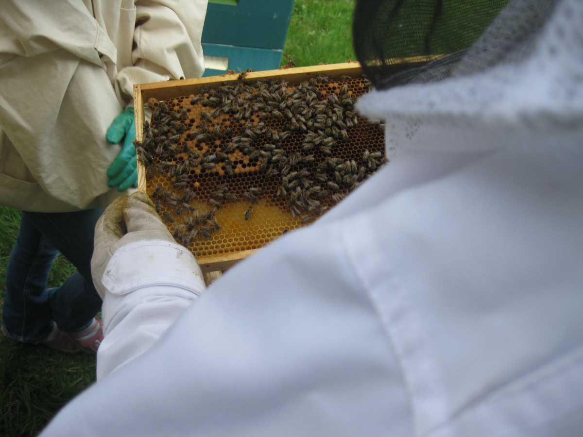 Imkerverein Lathen und Umgebung