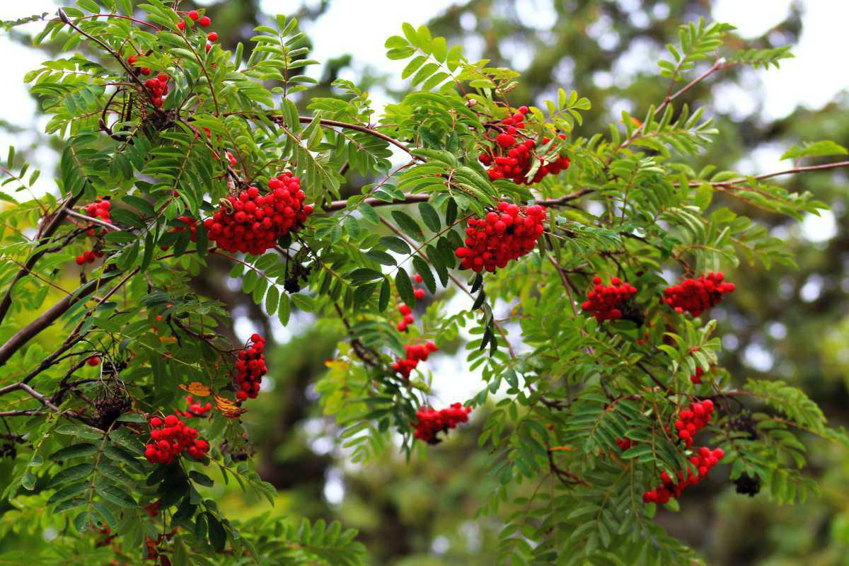 Heimische Bäume Heimische Bäume