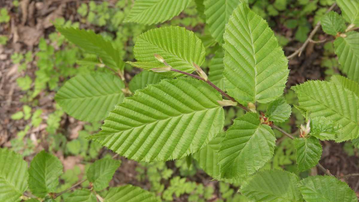 Heimische Bäume Heimische Bäume