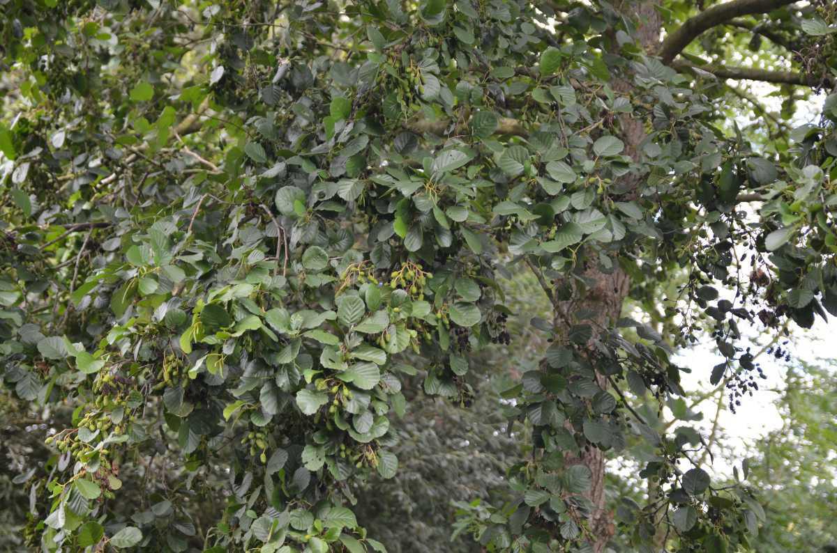 Heimische Bäume Heimische Bäume