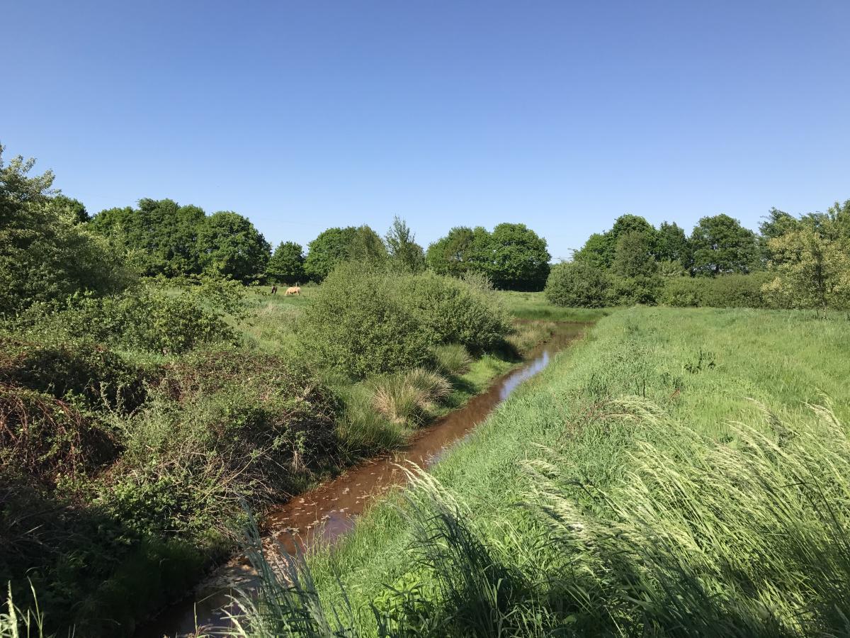 Sukzession Sukzession