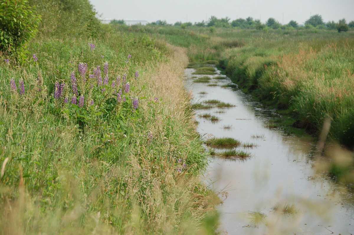 Kapellenmoorgraben Kapellenmoorgraben