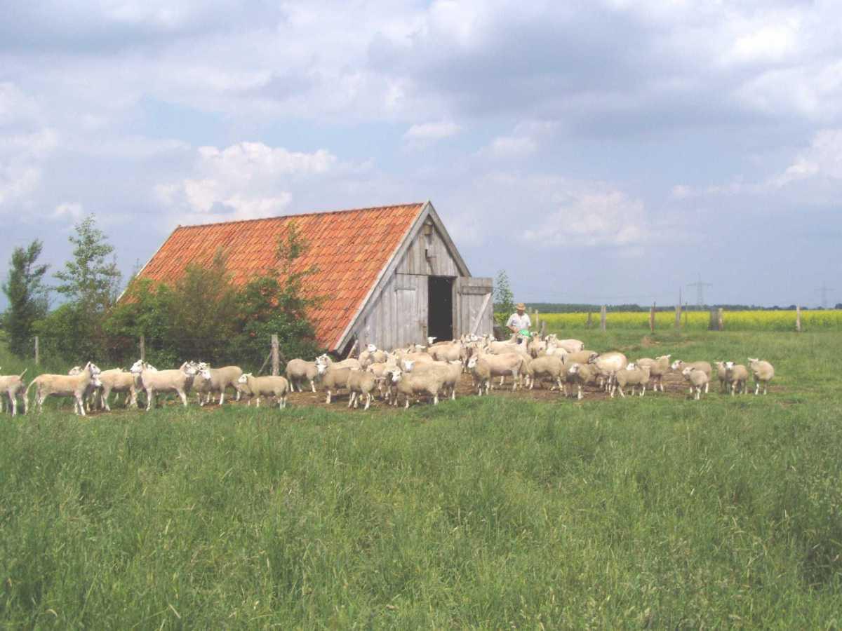 Schafe 2
