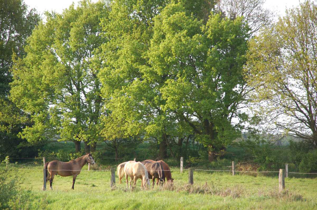 NaturAussicht Kapellenmoorgraben