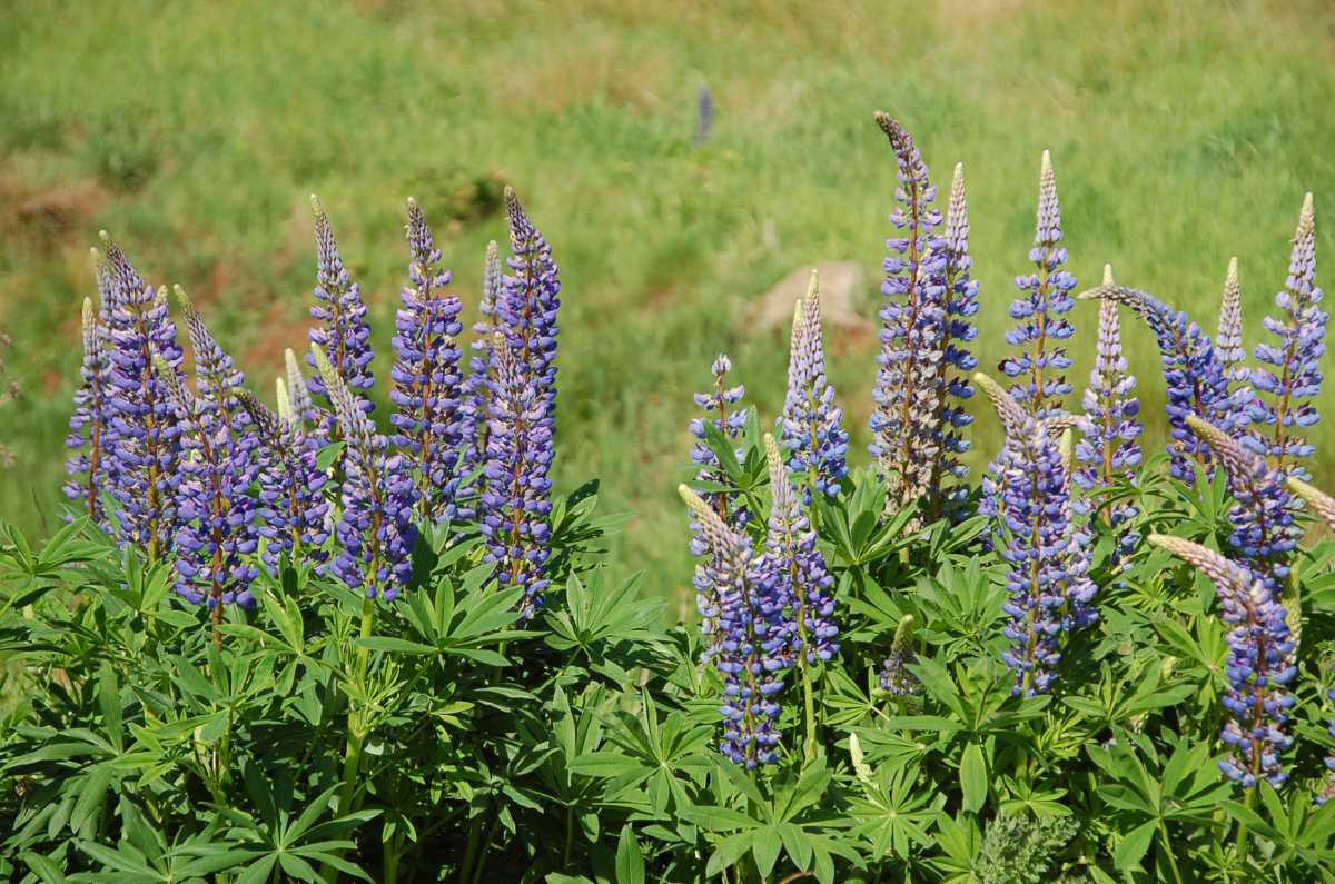 NaturAussicht Kapellenmoorgraben