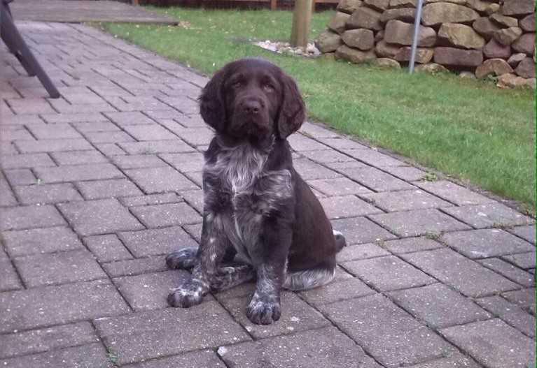 Samtgemeinde Lathen beabsichtigt Durchführung einer Hundebestandsaufnahme Samtgemeinde Lathen beabsichtigt Durchführung einer Hundebestandsaufnahme